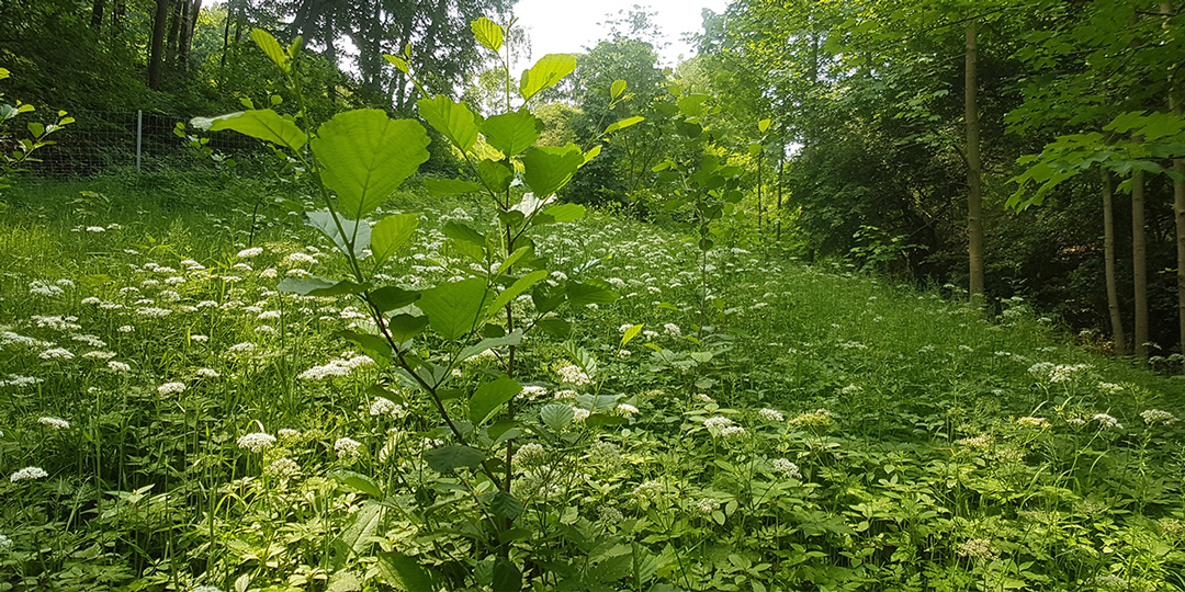 Grüne Waldlandschaft mit Blumen und Bäumen