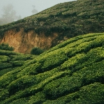 02 DE Alternative Text